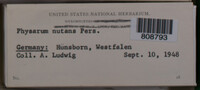 Physarum nutans image